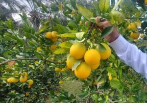 چرخه معکوس صادرات مرکبات مازندران از بازار خارج به داخل