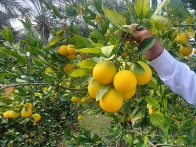 چرخه معکوس صادرات مرکبات مازندران از بازار خارج به داخل