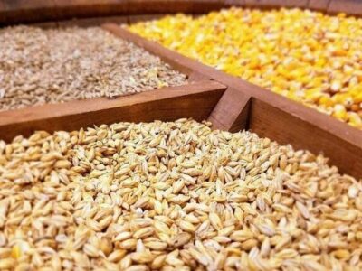 کشف ۱۰ تُن نهاده دامی قاچاق در خراسان شمالی