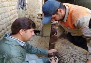 هیئت وزیران، تعرفه جدید خدمات دامپزشکی بخش دولتی را تصویب کرد