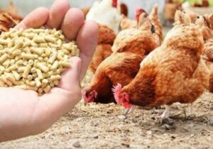 تأمین ۶۳۵۰ تُن نهاده دامی برای مرغداریهای ایلام