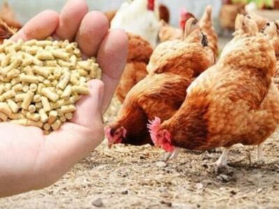 تأمین ۶۳۵۰ تُن نهاده دامی برای مرغداریهای ایلام