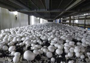 تولید سالانه قارچ در قزوین از ۱۳ هزار و ۹۰۰ تن فراتر رفت