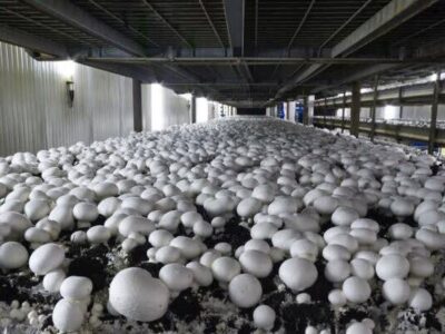 تولید سالانه قارچ در قزوین از ۱۳ هزار و ۹۰۰ تن فراتر رفت