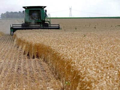 خشکه‌کاری؛ راهبرد کلیدی افزایش عملکرد گندم دیم در خوزستان