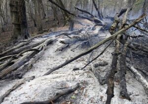 پایان عملیات اطفا حریق در جنگل توسکستان گرگان