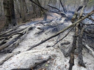 پایان عملیات اطفا حریق در جنگل توسکستان گرگان