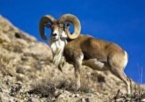 ده هزار و ۹۲۱ راس وحوش پارک ملی گلستان در سرشماری پاییزه شناسایی شدند