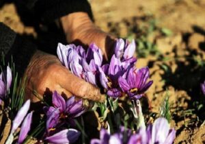 جیغ بنفش و هشدار زعفرانکاران کویر برای آینده طلای سرخ ایران