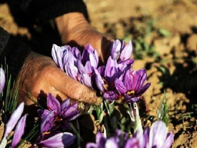جیغ بنفش و هشدار زعفرانکاران کویر برای آینده طلای سرخ ایران