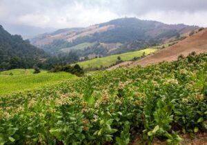 صادرات ۸ میلیون دلاری توتون در سال جاری / خام فروشی توتون ممنوع شد