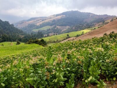 صادرات ۸ میلیون دلاری توتون در سال جاری / خام فروشی توتون ممنوع شد