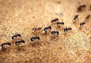 مورچه‌های جوان هنگام بیماری «درخواست مرگ» می‌کنند