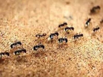 مورچه‌های جوان هنگام بیماری «درخواست مرگ» می‌کنند