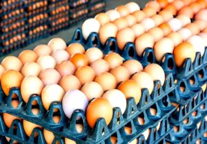 صادرات تخم مرغ خوراکی از استان مرکزی بیش از ۳ برابر افزایش یافت
