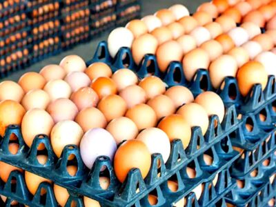 صادرات تخم مرغ خوراکی از استان مرکزی بیش از ۳ برابر افزایش یافت
