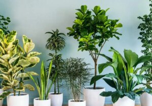 پاک‌ سازی هوای خانه با گیاهان مقاوم