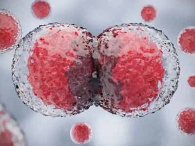 سلول‌ ها از کجا می‌فهمند که مربوط به کدام عضو بدن هستند؟