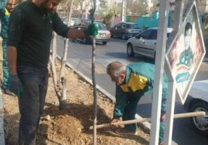 آغاز طرح جایگزینی درختان آلرژی‌زا در بلوار مطهری؛ فاز اول با کاشت۸۷ اصله درخت بومی اجرا شد