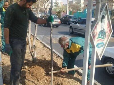 آغاز طرح جایگزینی درختان آلرژی‌زا در بلوار مطهری؛ فاز اول با کاشت۸۷ اصله درخت بومی اجرا شد