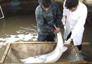 رشد ۳۰ درصدی تولیدات شیلاتی/ تکمیل زنجیره ارزش در دستور کار است