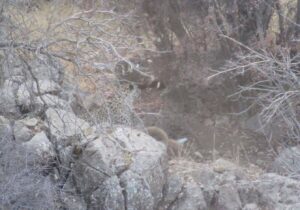  مشاهد یک گونه پلنگ در منطقه حفاظت شده باغ شادی یزد