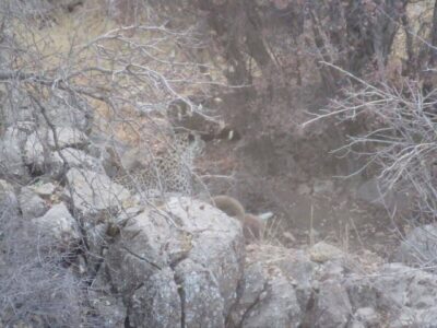  مشاهد یک گونه پلنگ در منطقه حفاظت شده باغ شادی یزد
