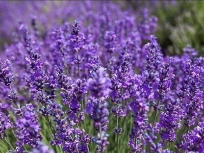 سطح زیر کشت گیاهان دارویی در ایلام ۲۶۰ هکتار است