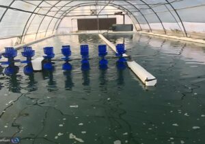 دستیابی به فناوری هوشمند ریزجلبکی برای تصفیه همزمان آب در ایران