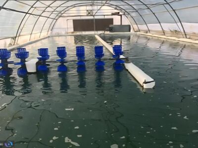 دستیابی به فناوری هوشمند ریزجلبکی برای تصفیه همزمان آب در ایران