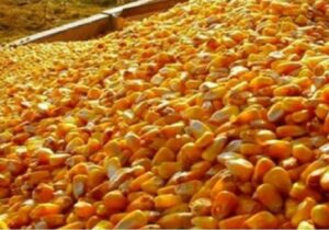 واردات ۶ میلیون تن ذرت دامی از ۱۵ کشور