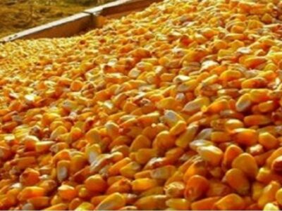 واردات ۶ میلیون تن ذرت دامی از ۱۵ کشور