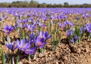 ۳۲۰ کیلوگرم گل زعفران از مزارع شهرستان طبس برداشت شد