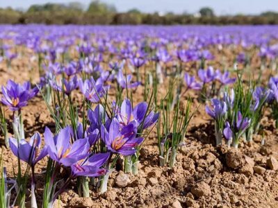 ۳۲۰ کیلوگرم گل زعفران از مزارع شهرستان طبس برداشت شد
