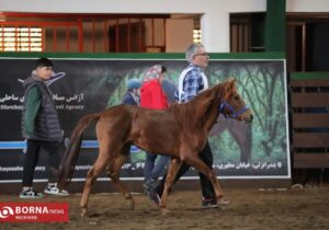 بیستمین جشنواره ملی زیبایی اسب کاسپین در منطقه آزاد انزلی برگزار شد