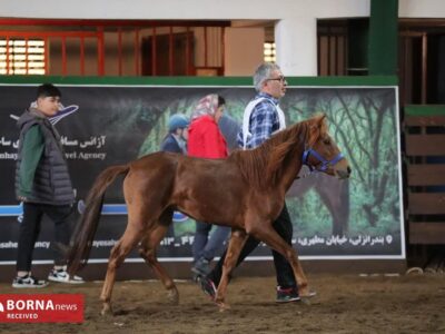 بیستمین جشنواره ملی زیبایی اسب کاسپین در منطقه آزاد انزلی برگزار شد