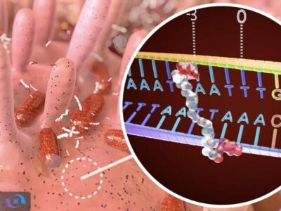 سم پنهان باکتری روده چگونه DNA را هدف می‌گیرد؟
