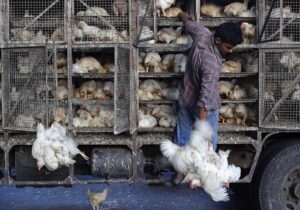 برخورد با متخلفان کشتار و عرضه غیرمجاز طیور زنده در رامهرمز