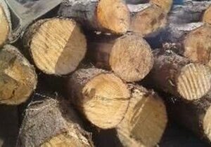 کشف ۳۷ تن چوب قاچاق در سنقروکلیایی/ دو متهم بازداشت شدند