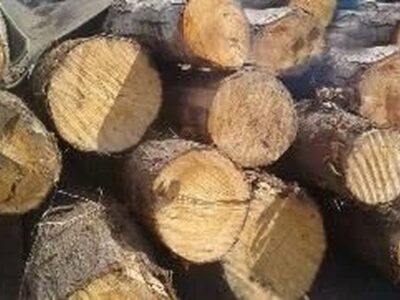 کشف ۳۷ تن چوب قاچاق در سنقروکلیایی/ دو متهم بازداشت شدند