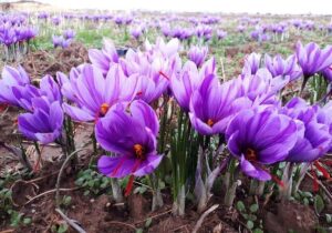 بزرگترین مزرعه طلای سرخ غرب کشور در انتظار صنایع تبدیلی