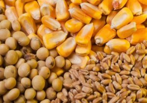 اولویت تخصیص ارز نهاده‌های دامی با معرفی‌نامه شرکت پشتیبانی امور دام