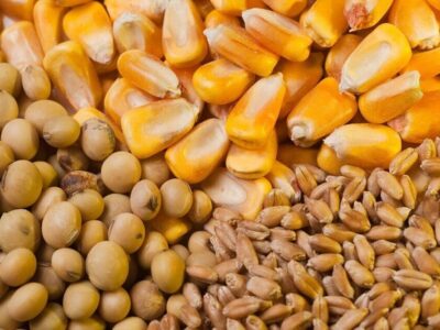 اولویت تخصیص ارز نهاده‌های دامی با معرفی‌نامه شرکت پشتیبانی امور دام