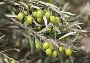 تأکید متخصصان بینالمللی بر مدیریت علمی باغهای زیتون در رویداد ملی قزوین