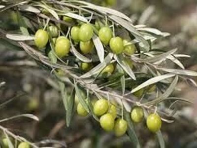 تأکید متخصصان بینالمللی بر مدیریت علمی باغهای زیتون در رویداد ملی قزوین