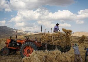 افزایش قیمت محصولات کشاورزی از ۸ تا ۲۰۵ درصد