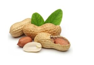 بادامزمینی؛ خوراکی ساده با قدرت شگفتانگیز تقویت حافظه