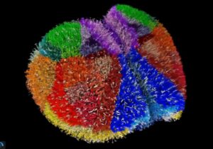 ابررایانه ژاپنی واقعـیترین مغز مجازی دنیا را ساخت