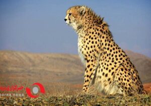 یوزپلنگ «ایران» امسال گزینه مناسبی برای مادرشدن نیست!