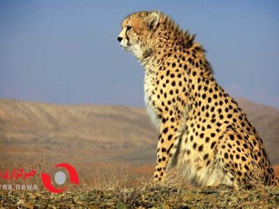 یوزپلنگ «ایران» امسال گزینه مناسبی برای مادرشدن نیست!